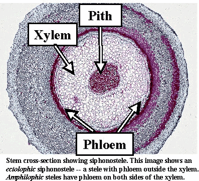 Siphonostele