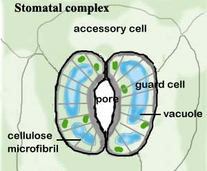 Stoma