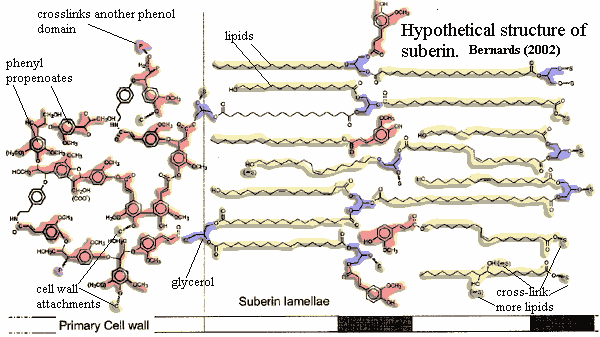 Suberin Bernards (2002)