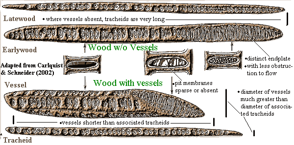 Tracheids and vessels Carlquist & Schneider (2002)