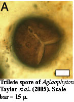 Trilete spore