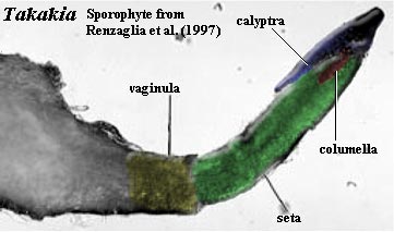 Takakia sporophyte.  Renzaglia et al. (1997)