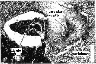 leaf base from "Lepidodendron"  Zhou et al. (2004)