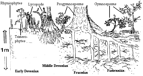 Devonian plant root depth