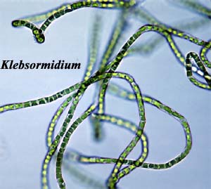 Klebsormidium