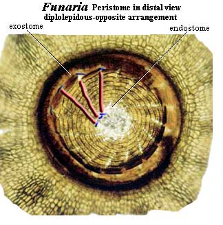 Funaria teeth