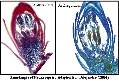 Neckeropsis gametangia.  Alejandro (2004)