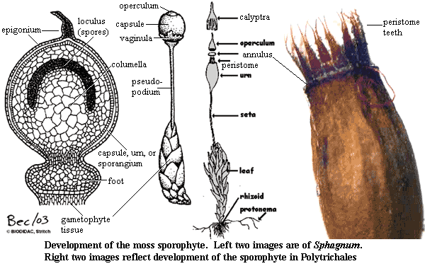 Moss sporophyte development