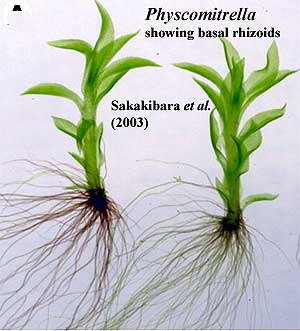 Physcomitrella with rhizoids.  Sakakibara et al. (2003)