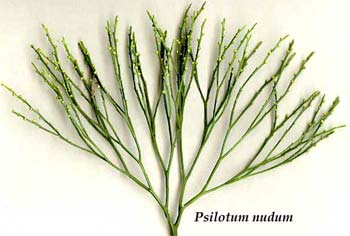 Psilotum nudum