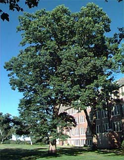 Quercus alba