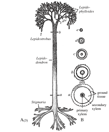 Lepidodendron