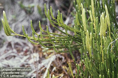 Lycopodium