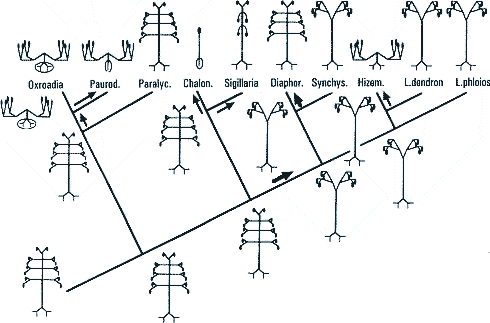 cladogram