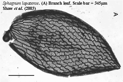 Shaw et al. (2003)