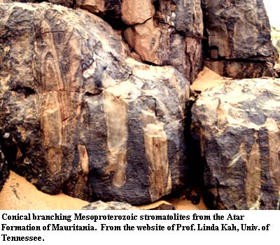 Conical stromatolites