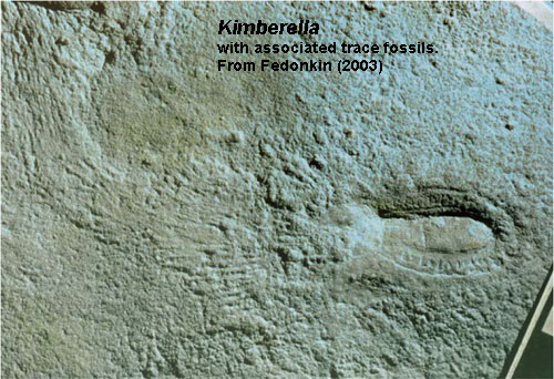 Kiberella Trace