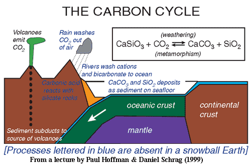 Carbon Cycle