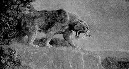 Smilodon