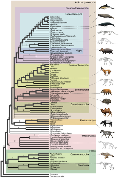 Cladogram of Cetartiodactyla