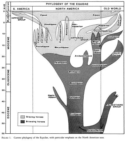 Evolution of the Horse, after Bruce MacFadden