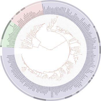 Tree of life according to molecular phylogeny