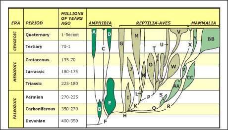 Spindle diagram - Family tree of the vertebrate