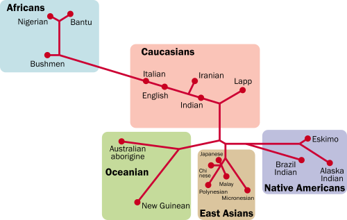  genetic distance map made by a neighbour-joining method  - diagram from Wikimedia