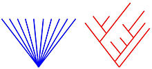 Two types of phylogeny: Star and Hierarchical