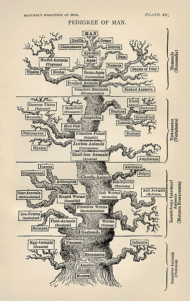 Haeckel's Tree of Life