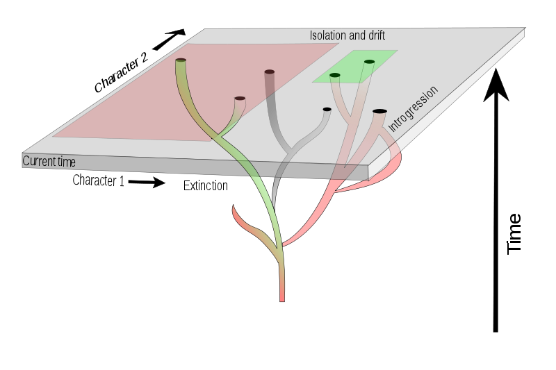 A comparison of phylogenetic and phenetic concepts - diagram from Wikimedia