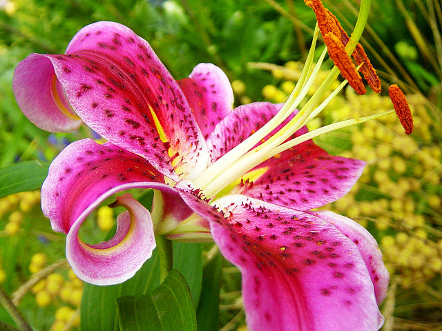 Lilium hybrid - Stargazer