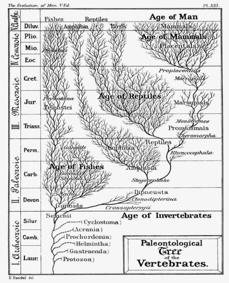 Tree of Vertebrates