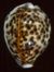 Tiger cowrie