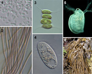 Tellurobiota