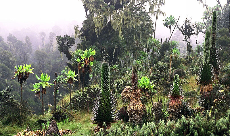 Plants in the Ruwenzori Mountains