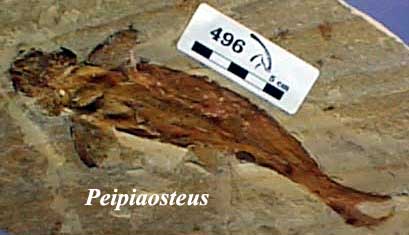 Peipiaosteus -- The Stone Company