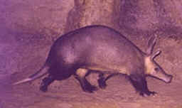 Orycteropus