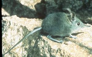 Elephantulus myurus