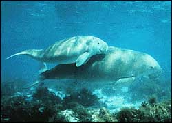 Dugong