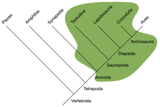 Cladistic methodology interprets Reptiles as a paraphyletic assemblage  - Wikipedia