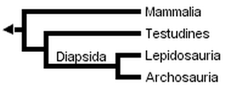 Cladogram