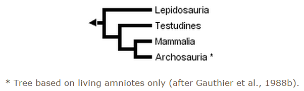 Cladogram