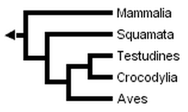 Cladogram