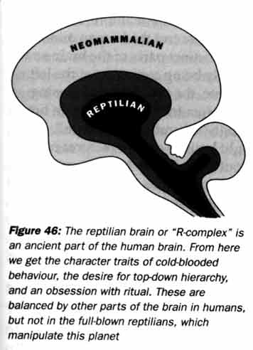 Reptilian brain