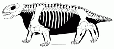 Anthodon serrarius, from Lee 1997