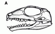 Belebey skull