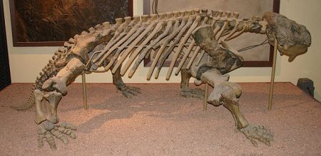 Bradysaurus baini - reconstructed skeleton at the Museum of Natural History in Berlin