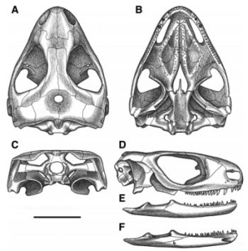 Owenetta_kitchingorum