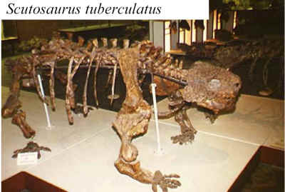 Scutosaurus